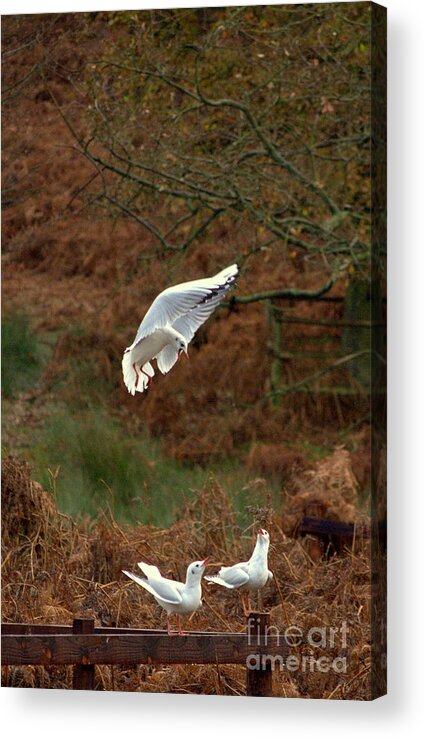 Gull Acrylic Print featuring the photograph Pushing in by Linsey Williams