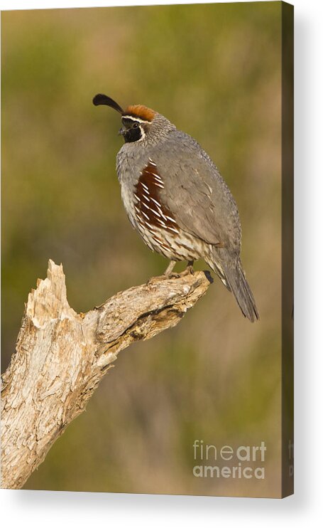 Quail Acrylic Print featuring the photograph Quail on a stick by Bryan Keil