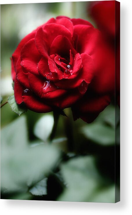 Red Rose Acrylic Print featuring the photograph Quietly My Tears Fall by Michael Eingle