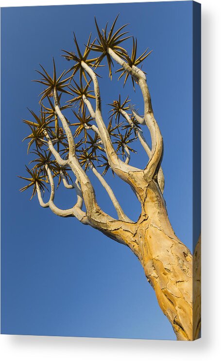 Vincent Grafhorst Acrylic Print featuring the photograph Quiver Tree Keetmanshoop Namibia by Vincent Grafhorst