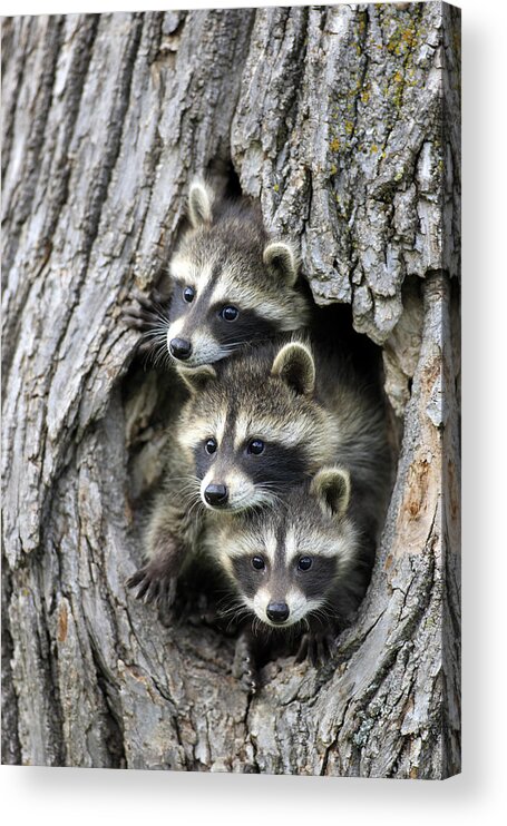Flpa Acrylic Print featuring the photograph Raccoon Trio At Den Minnesota by Jurgen and Christine Sohns