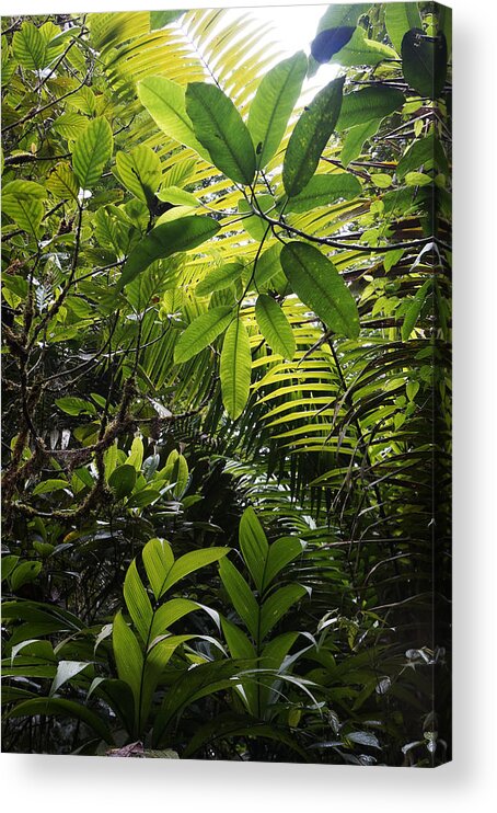 Feb0514 Acrylic Print featuring the photograph Rainforest Interior Costa Rica by Hiroya Minakuchi