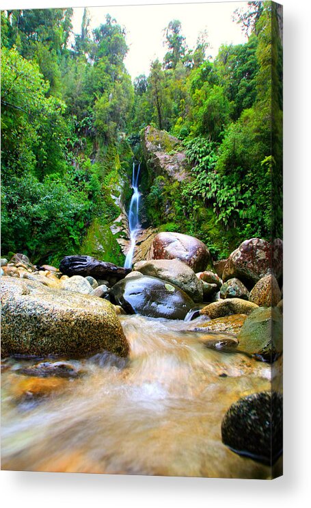 Waterfall Acrylic Print featuring the photograph Rainforest Stream New Zealand by Amanda Stadther