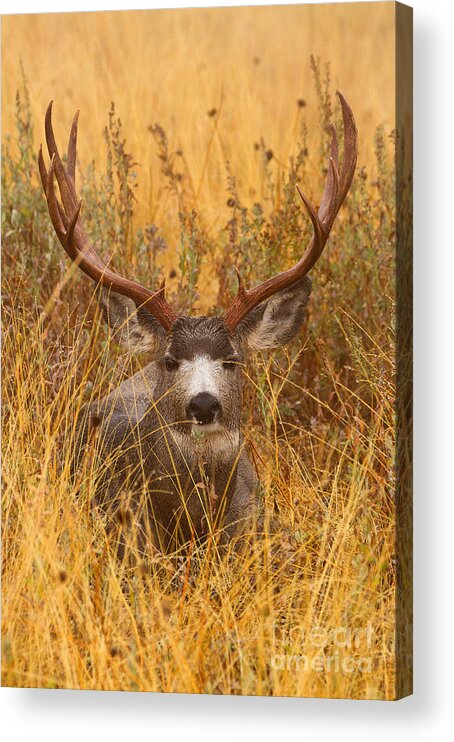 Mule Deer Acrylic Print featuring the photograph Rainy Mountain Buck by Aaron Whittemore