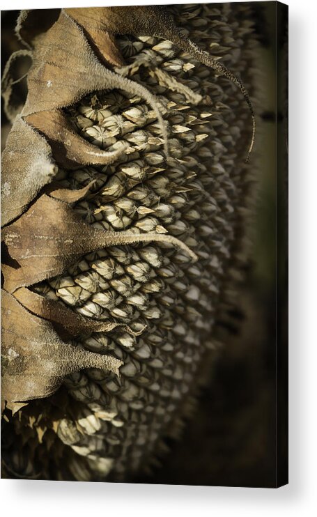 Sunflower Head Acrylic Print featuring the photograph Ready For Winter by Thomas Young
