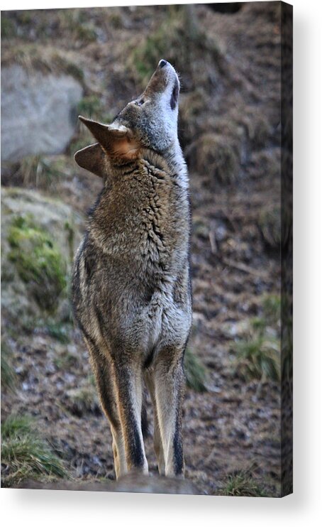 Wolves Acrylic Print featuring the photograph Ready To Howl by Athena Mckinzie