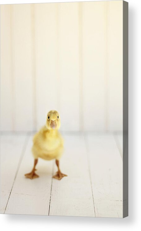 Duckling Acrylic Print featuring the photograph Ready to Rumble by Amy Tyler