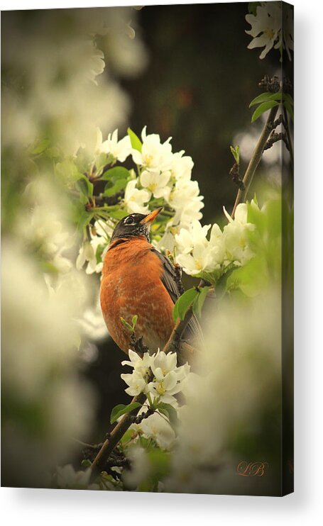Bird Acrylic Print featuring the photograph Red Breasted Beauty by Laura Bentley