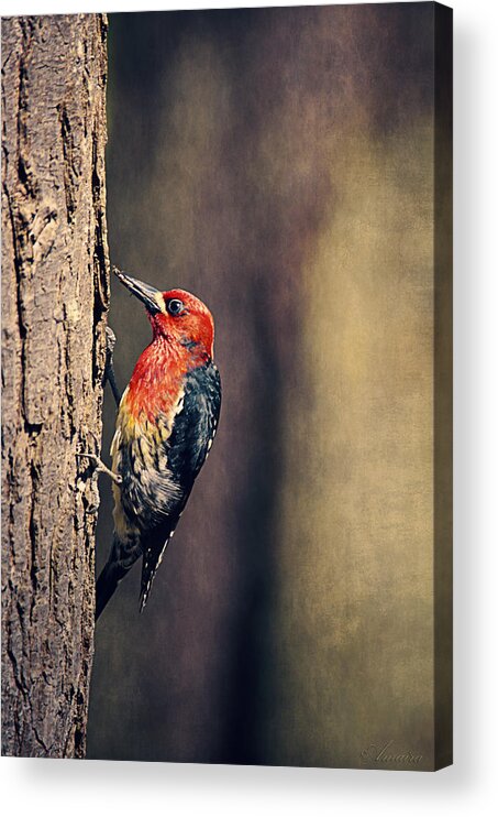 Stanley Park Acrylic Print featuring the photograph Red-breasted Sapsucker Drilling Holes by Maria Angelica Maira