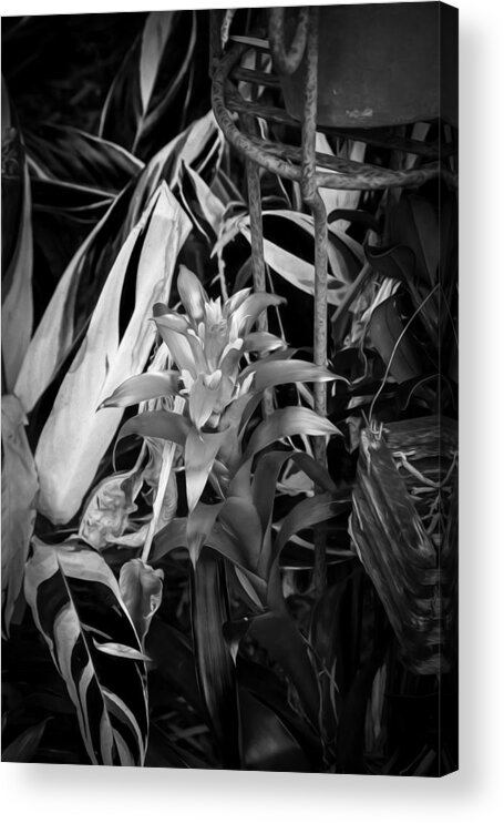Tropical Acrylic Print featuring the photograph Red Bromeliad and Tricolor Gingers BW by Rich Franco
