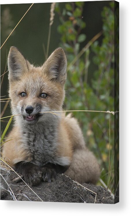 530772 Acrylic Print featuring the photograph Red Fox Pup Nibbling On Grass Alaska by Michael Quinton