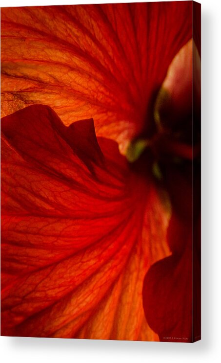 Fjm Multimedia Acrylic Print featuring the photograph Red Hibiscus 6 by Frank Mari
