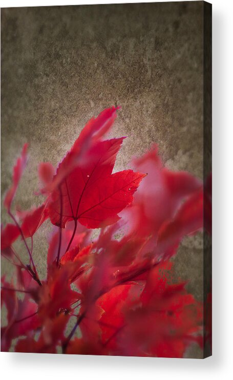 Artistic Fall Colors Acrylic Print featuring the photograph Red Maple Dreams by Jeff Folger