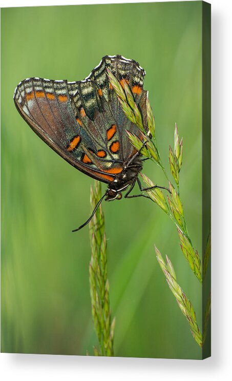 Red-spotted Purple Acrylic Print featuring the photograph Red-spotted Purple by Jim Zablotny