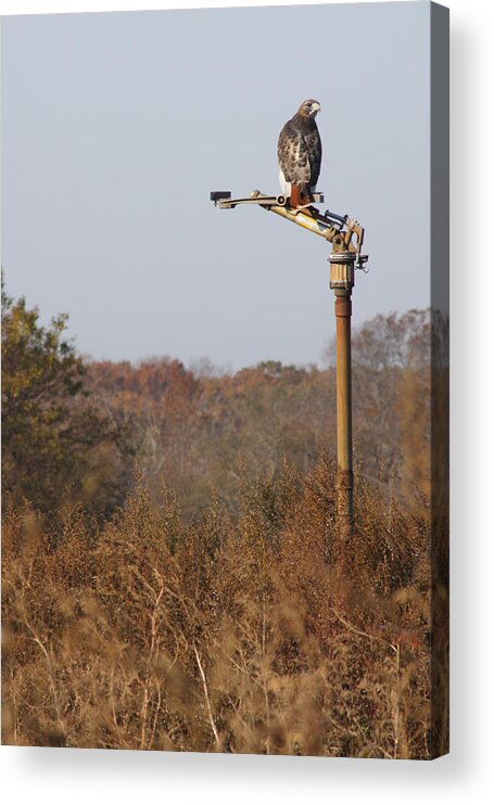 Red Tail Hawk Acrylic Print featuring the photograph Red Tail Hawk New York by Bob Savage