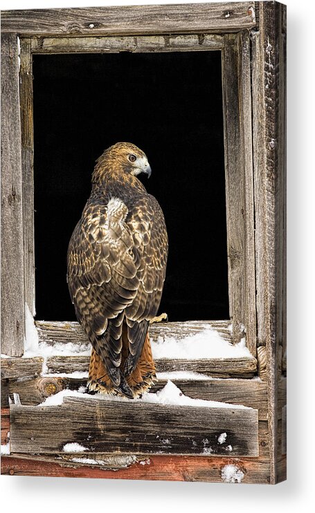 Hawk Acrylic Print featuring the photograph Red Tail by Jack Milchanowski