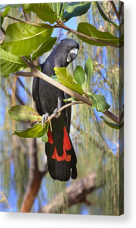 Martin Willis Acrylic Print featuring the photograph Red-tailed Black-cockatoo Queensland by Martin Willis