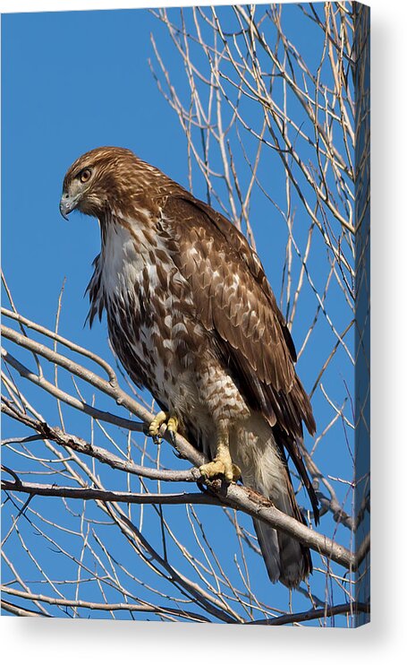 Red-tailed Hawk Acrylic Print featuring the photograph Red-tailed hawk watching the ducks by Kathleen Bishop