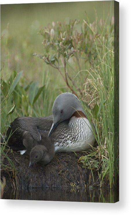 Feb0514 Acrylic Print featuring the photograph Red-throated Loon With Chick On Nest by Michael Quinton