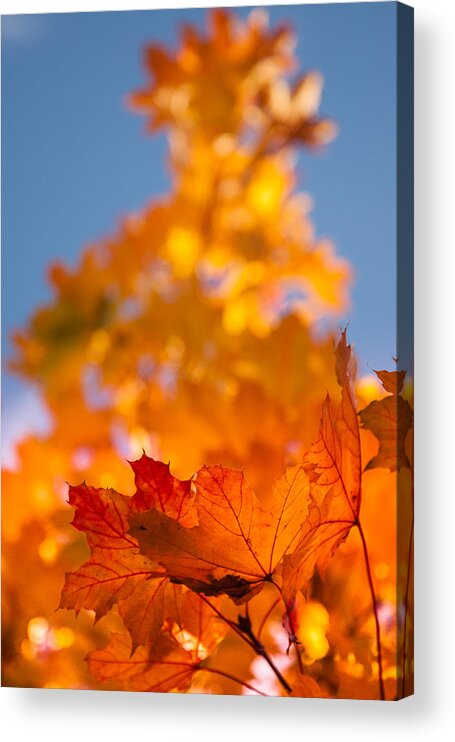 Salem Acrylic Print featuring the photograph Red tipped gold by Jeff Folger