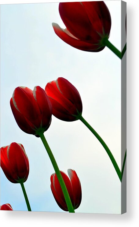 Photograph Acrylic Print featuring the photograph Red Tulips from the Bottom Up VII by Michelle Calkins