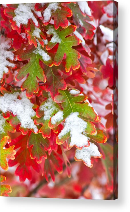 Fall Acrylic Print featuring the photograph Red White and Green by Ronda Kimbrow