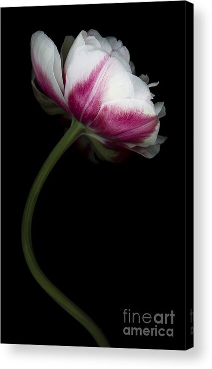 Double Tulip Acrylic Print featuring the photograph Red White Double Tulip by Oscar Gutierrez