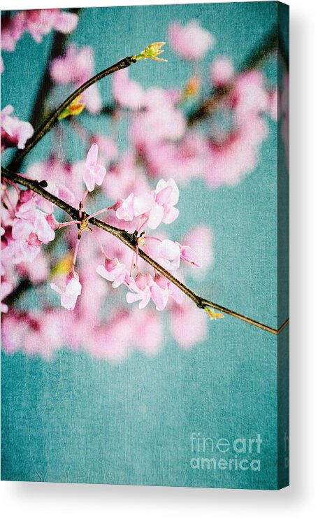 Spring Acrylic Print featuring the photograph Redbuds Over Blue by Stephanie Frey