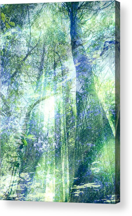 Forest Acrylic Print featuring the photograph Redwood Dreams by Nicole Swanger