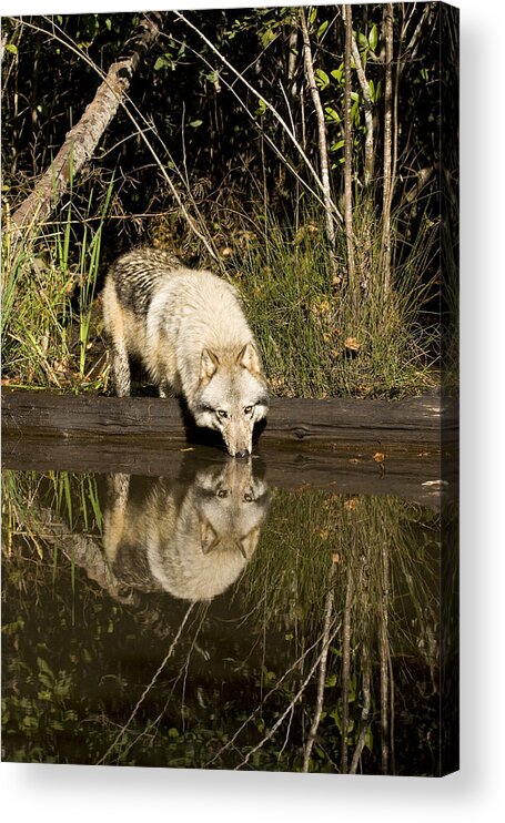 Wolf Acrylic Print featuring the photograph Refreshment by Jack Milchanowski