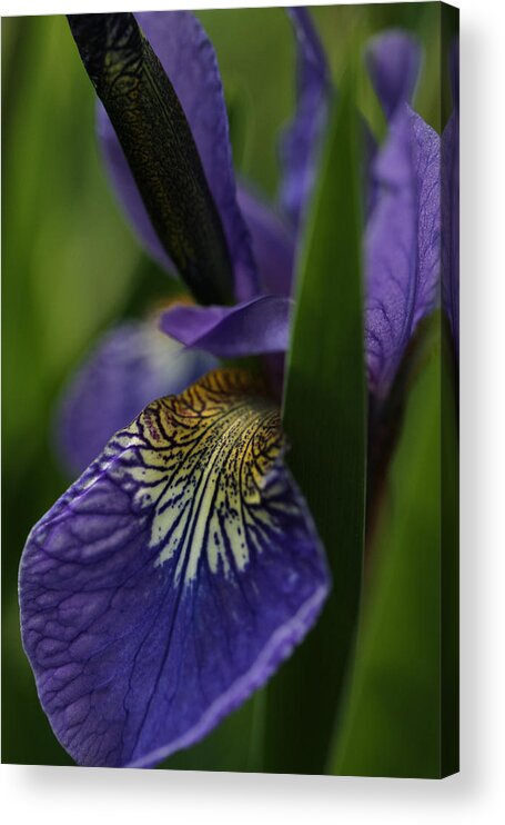Iris Acrylic Print featuring the photograph Regal Courtyard by Connie Handscomb