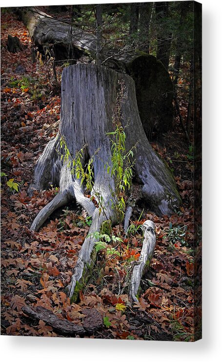 Trees Acrylic Print featuring the photograph Regrowth by Elaine Malott