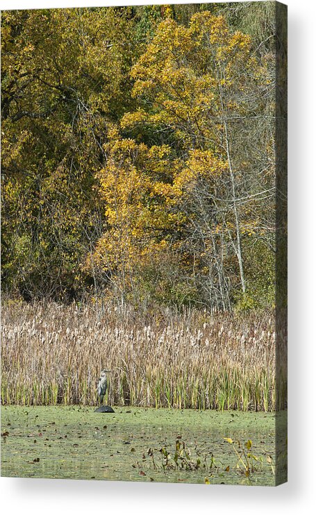 Weston Acrylic Print featuring the photograph Resting by Jean-Pierre Ducondi