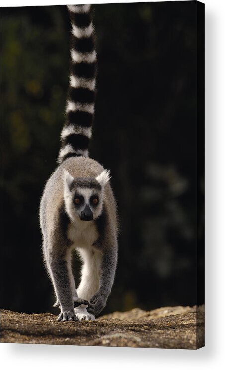 Feb0514 Acrylic Print featuring the photograph Ring-tailed Lemur Madagascar by Pete Oxford