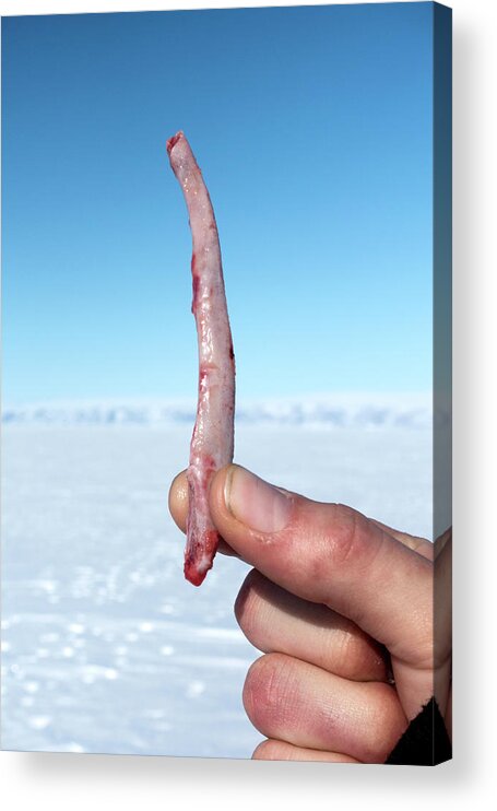 Pusa Hispida Acrylic Print featuring the photograph Ringed Seal Penis Bone by Louise Murray