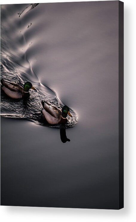 Animal Themes Acrylic Print featuring the photograph Ripples by Thousand Word Images By Dustin Abbott