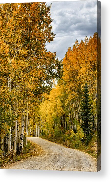 Fall Color Acrylic Print featuring the photograph Road Through the Gold by Juli Ellen