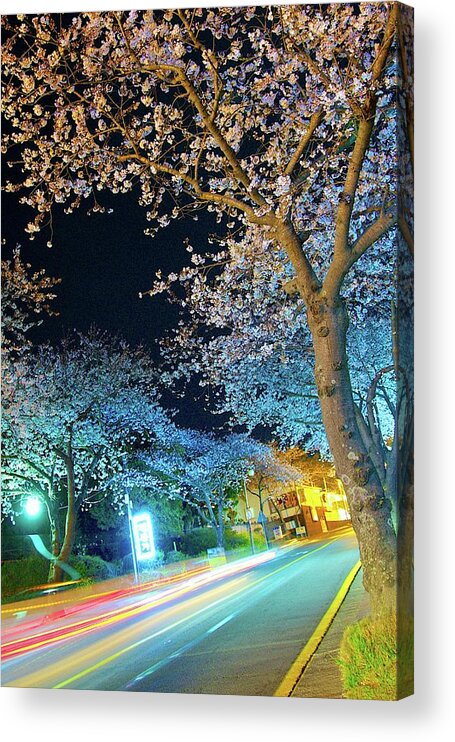 Tranquility Acrylic Print featuring the photograph Roadside Cherry Blossoms At Twilight by Eric Hevesy