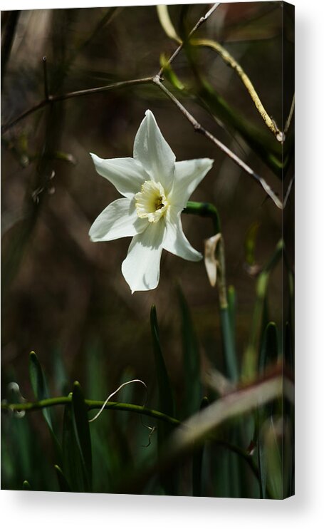 White Narcissus Acrylic Print featuring the photograph Roadside White Narcissus by Rebecca Sherman