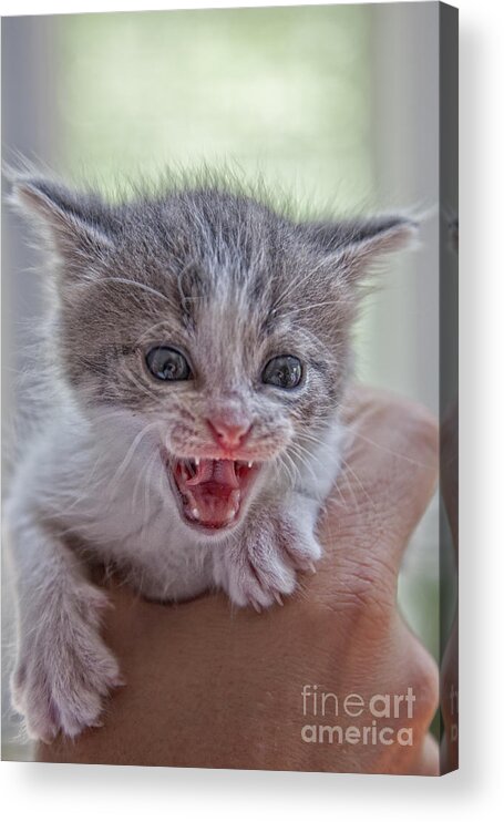 Feline Acrylic Print featuring the photograph Roar by Timothy Hacker