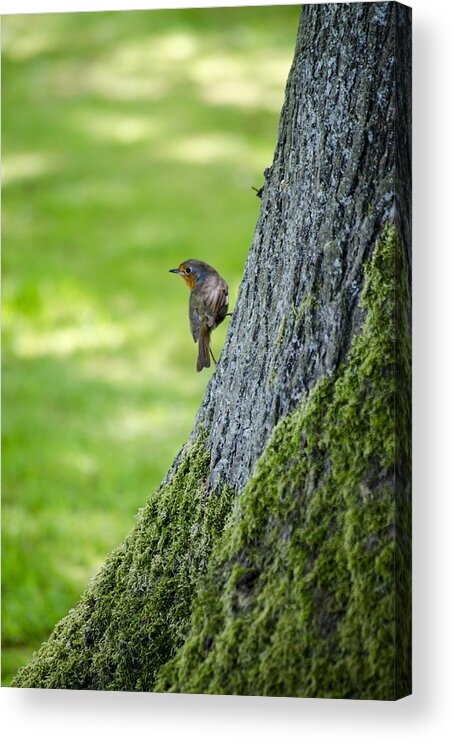 Garden Acrylic Print featuring the photograph Robin At Rest by Spikey Mouse Photography
