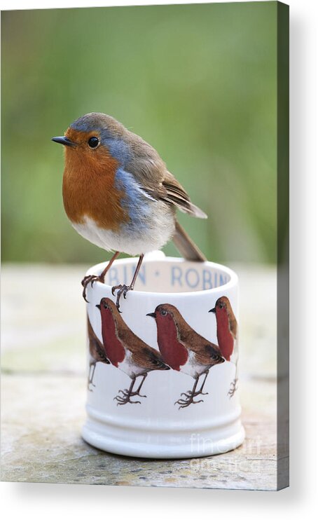 Robin Acrylic Print featuring the photograph Robin Redbreast by Tim Gainey