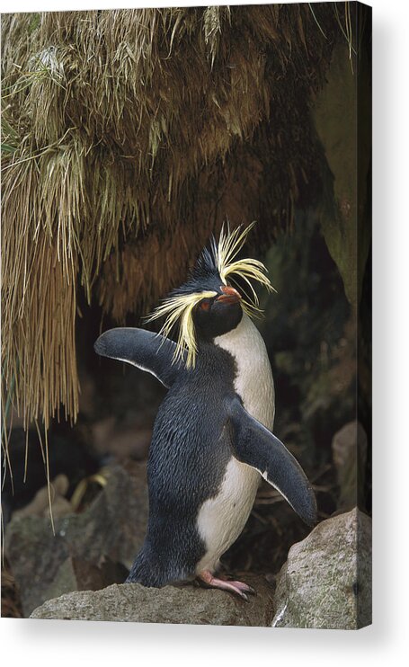 Feb0514 Acrylic Print featuring the photograph Rockhopper Penguin Spreading Its Wings by Tui De Roy