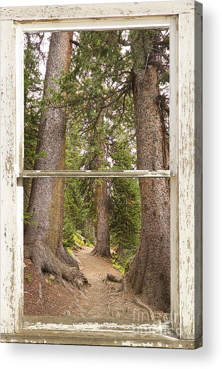 Forest Acrylic Print featuring the photograph Rocky Mountain Forest Window View by James BO Insogna