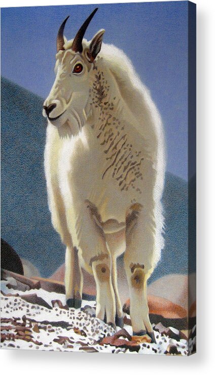 Art Acrylic Print featuring the drawing Rocky Mountain Goat by Dan Miller