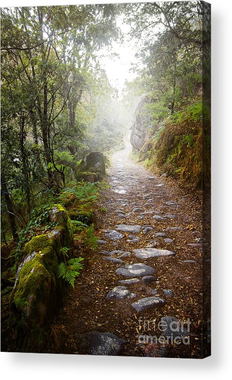 Autumn Acrylic Print featuring the photograph Rocky trail in the foggy forest by Carlos Caetano