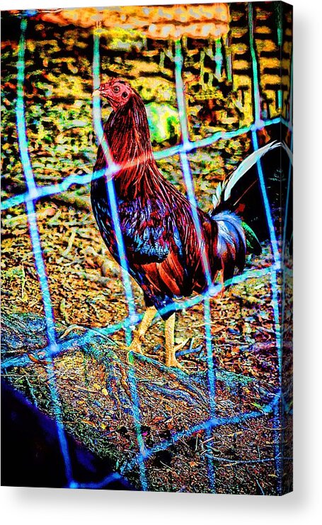 Lesa Fine Acrylic Print featuring the photograph Rooster Red Art by Lesa Fine