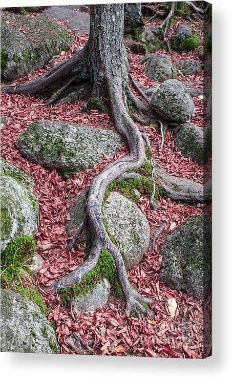 Nature Acrylic Print featuring the photograph Roots by Edward Fielding
