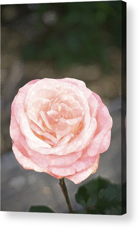 Floral Acrylic Print featuring the photograph Rose 195 by Pamela Cooper