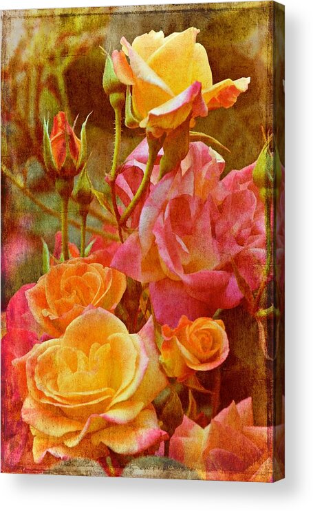 Floral Acrylic Print featuring the photograph Rose 272 by Pamela Cooper